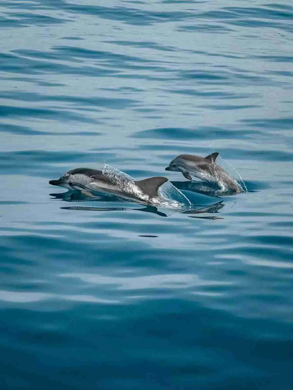 delfinskådning i malaga