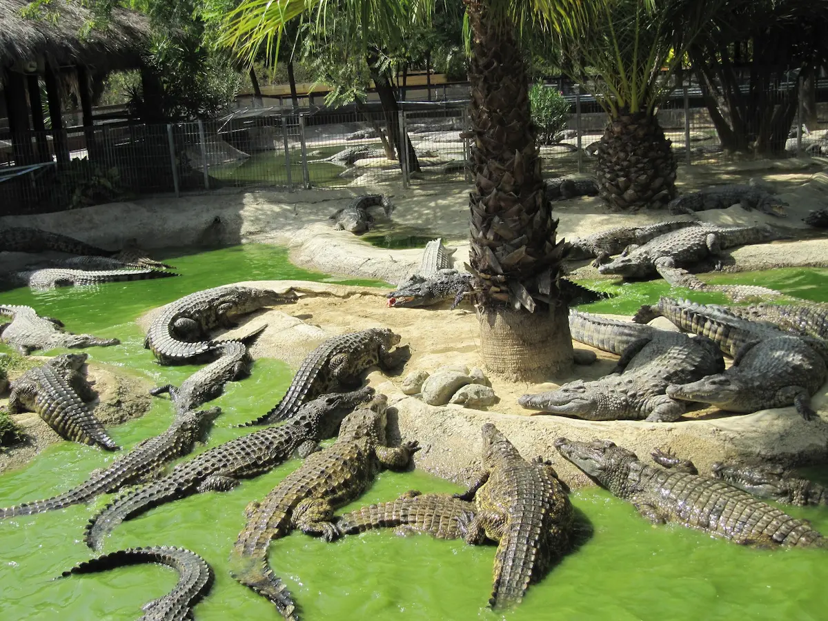 Cocodrilos en reposo en Crocodile Park con vegetación tropical y un estanque verde.