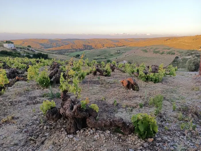 Sendero de Las Fuentes y Viñas: en lång väg genom vingårdar