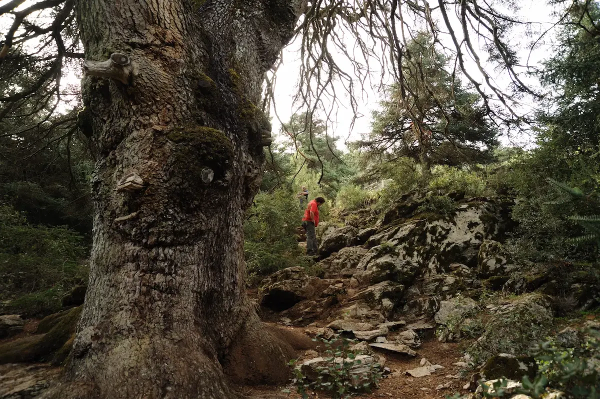 Der Pinsapo de las Escaleretas, der emblematischste Baum der Sierra de las Nieves