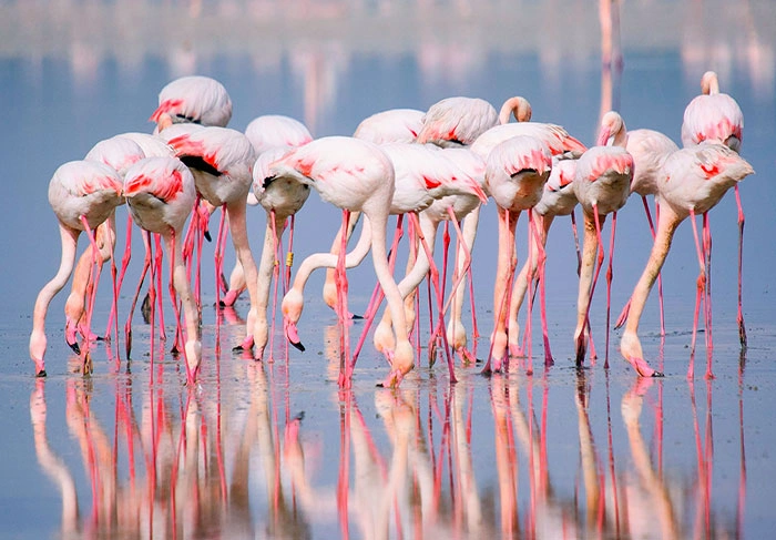 Dette naturreservatet med rosa flamingoer er et beskyttet område | 