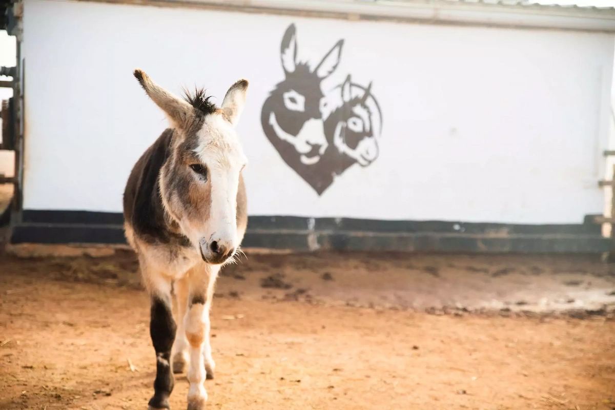 Association that shelters donkeys and mules, Refugio del Burrito