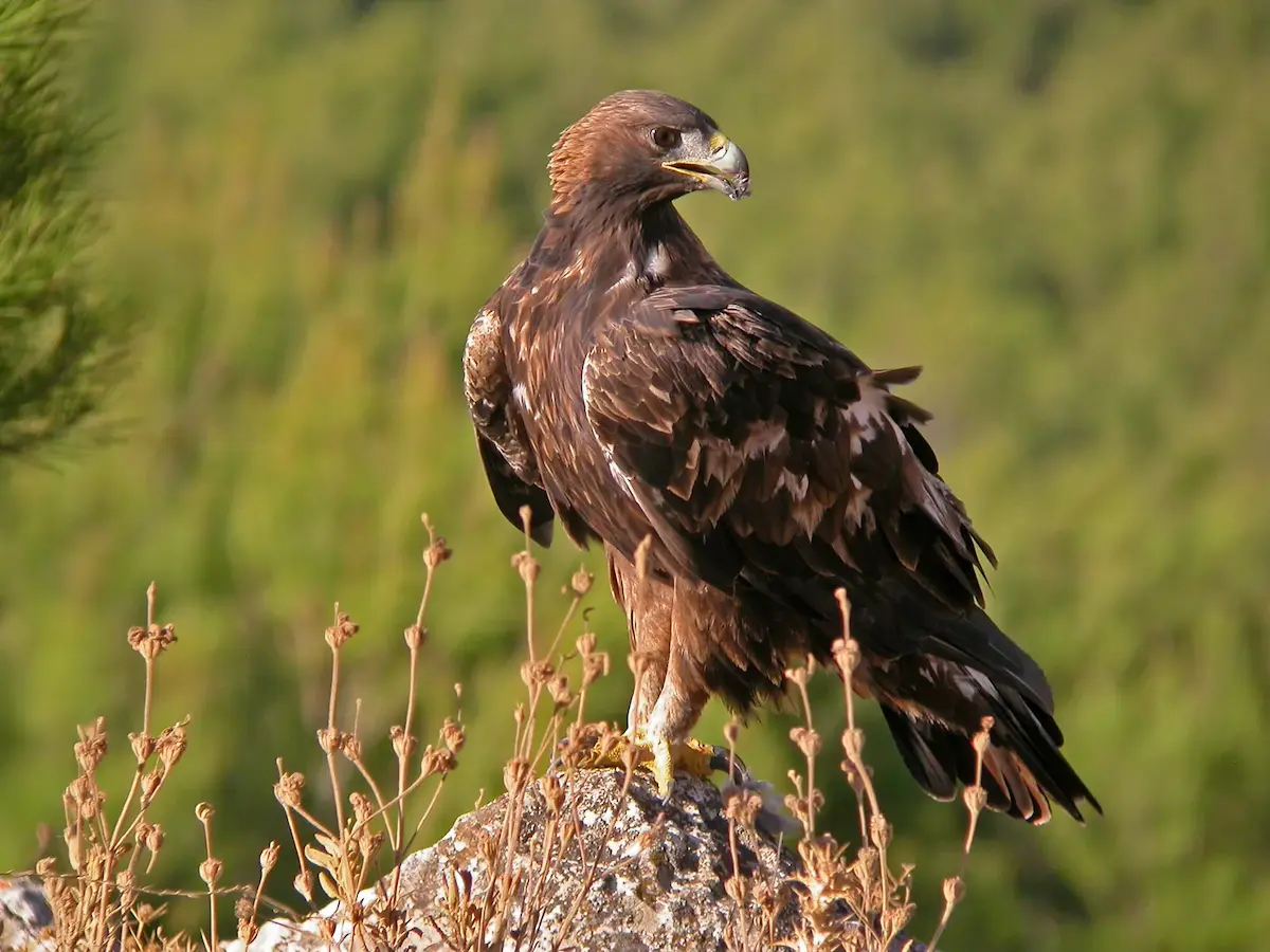 L'aigle royal, une des espèces de la merveilleuse faune du Torcal de Antequera