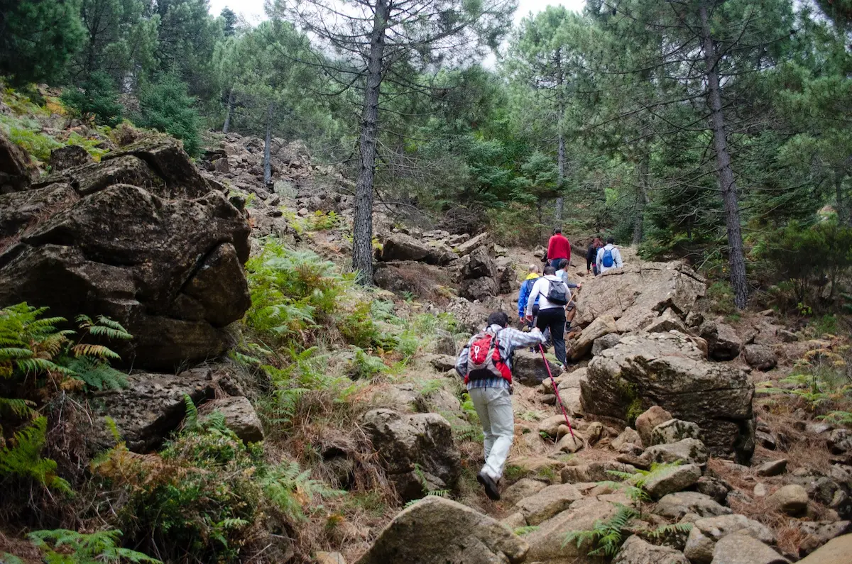 Wandelaars die een route lopen langs de Paseo de los Pinsapos