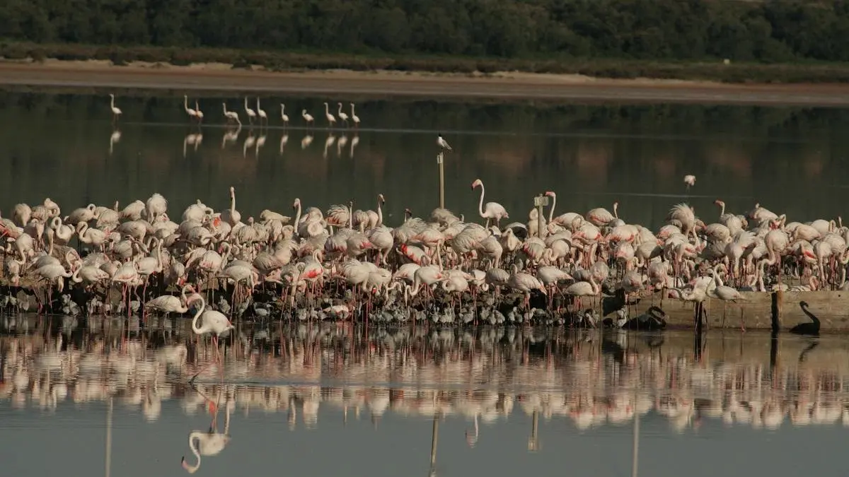 De lagune Fuente de Piedra vol flamingo's