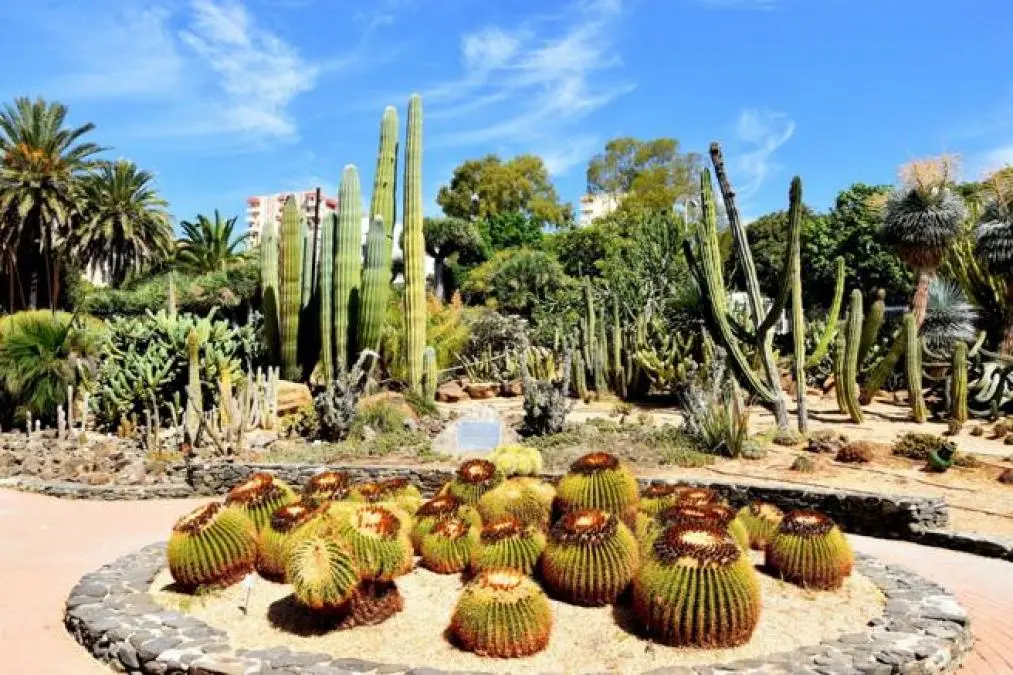 Cactusgebied in het Parque de la Paloma