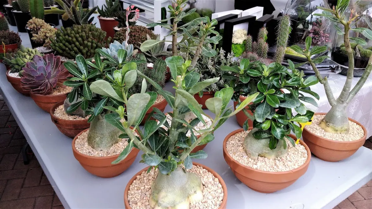 Messe für Sammlerpflanzen im Parque de la Paloma