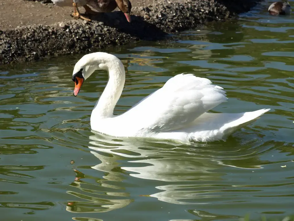 Spectacular swan in the Parque de la Paloma in Benalmádena