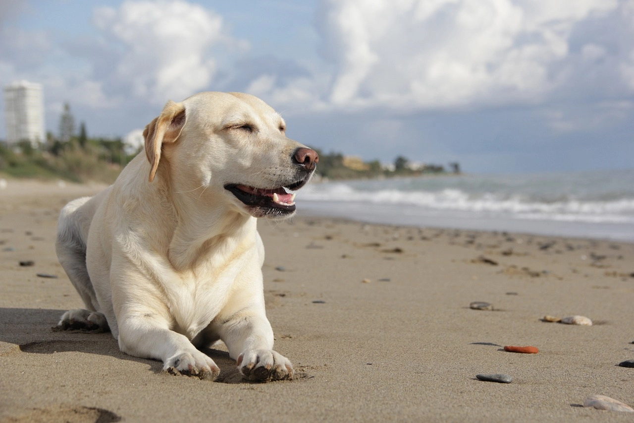 Geniet van je huisdieren op het strand voor honden