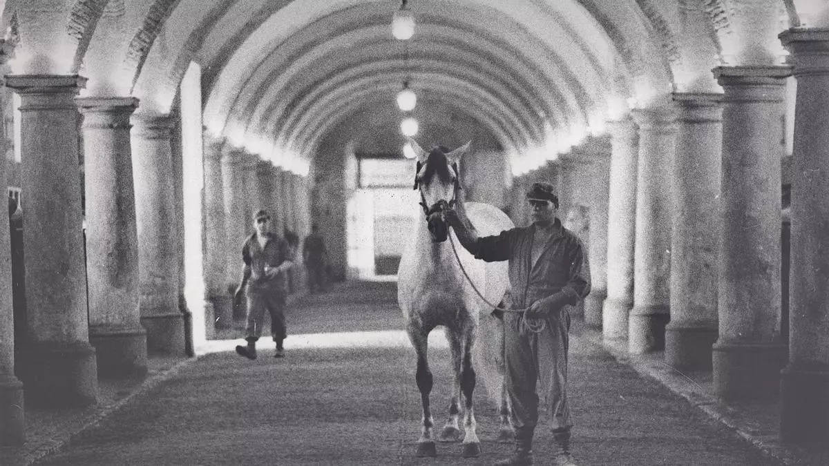 Militärisches Hengstlager in den Caballerizas Reales in Córdoba