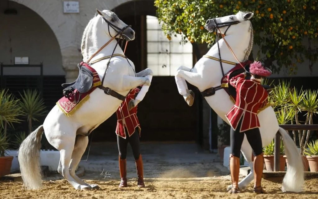 Pferdeshow in den Caballerizas Reales von Córdoba