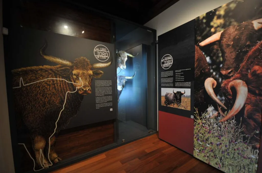 Exposition 'Paysage du taureau' au Museo Taurino à Cordoba